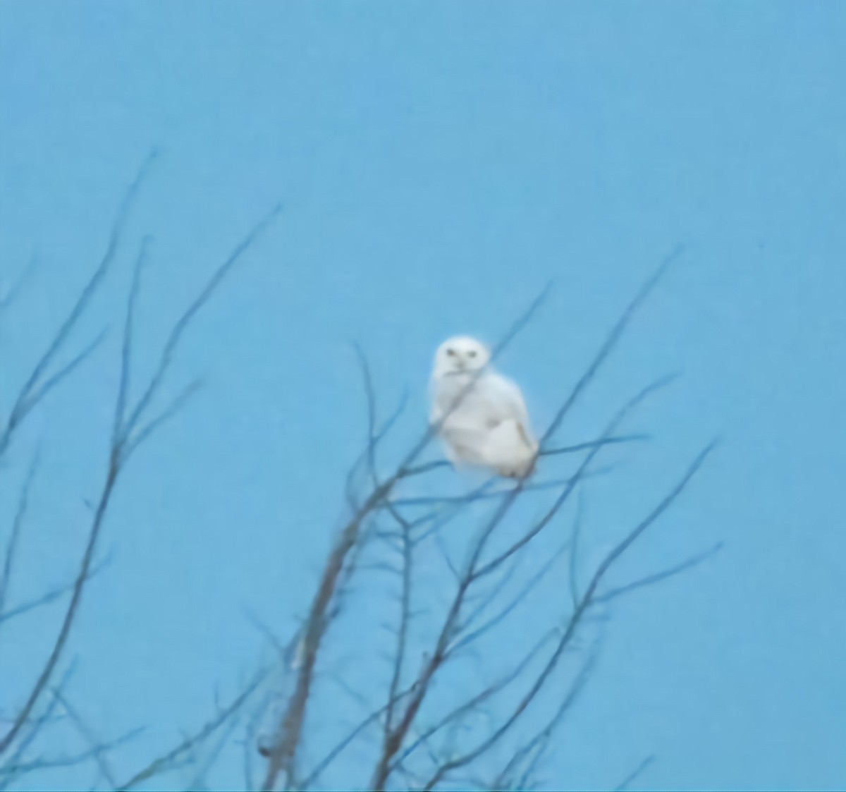 Snowy Owl - ML615708655