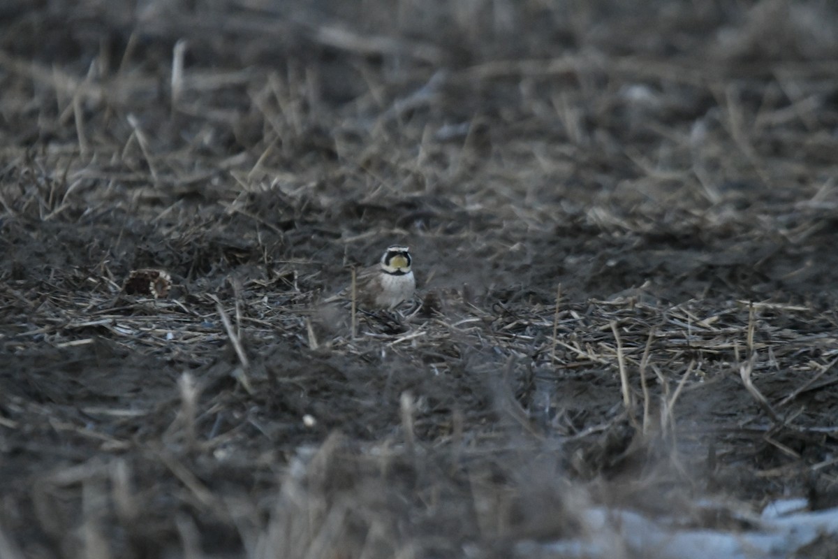 Horned Lark - Florence Blais