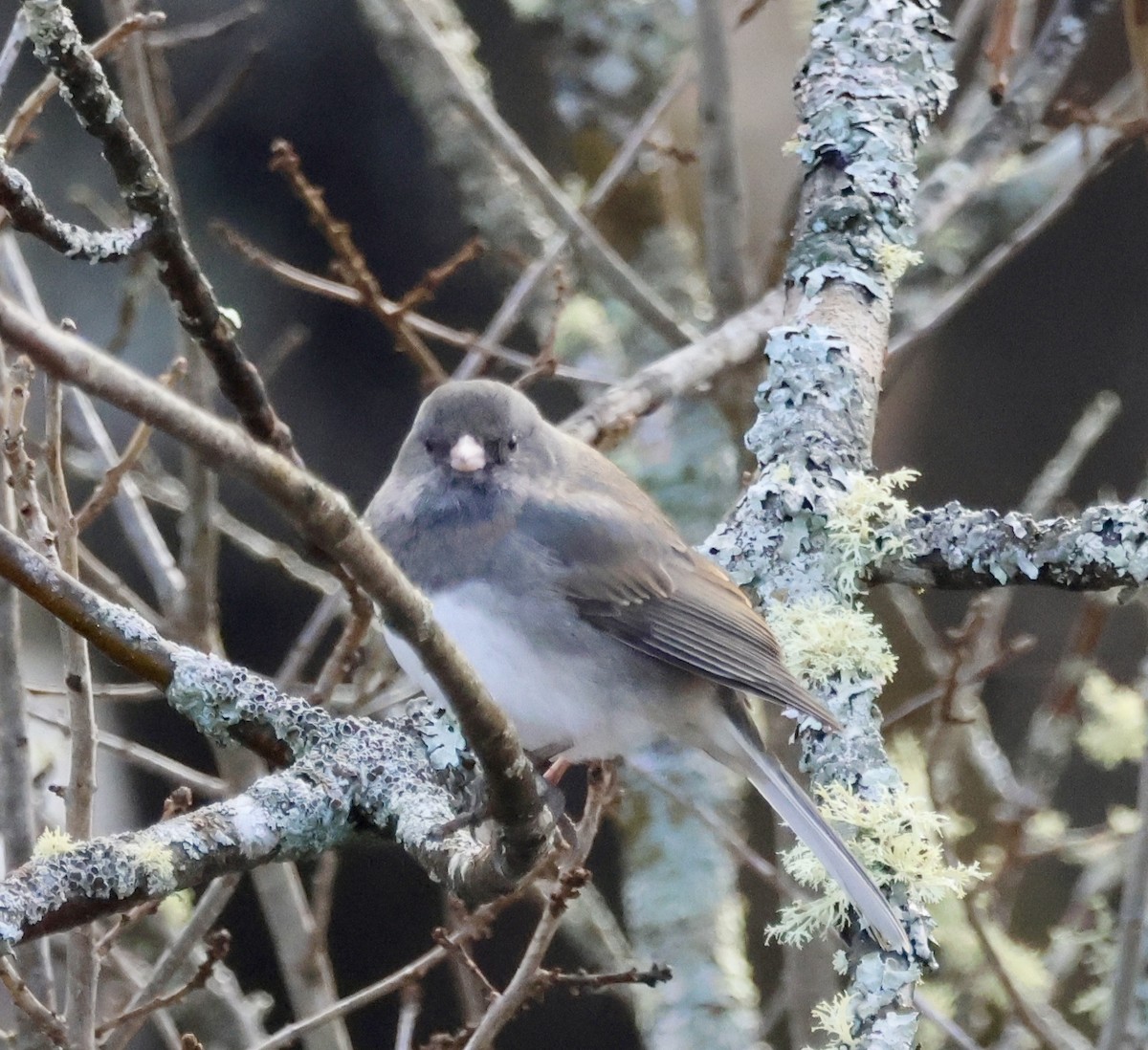 Dark-eyed Junco - David Somers