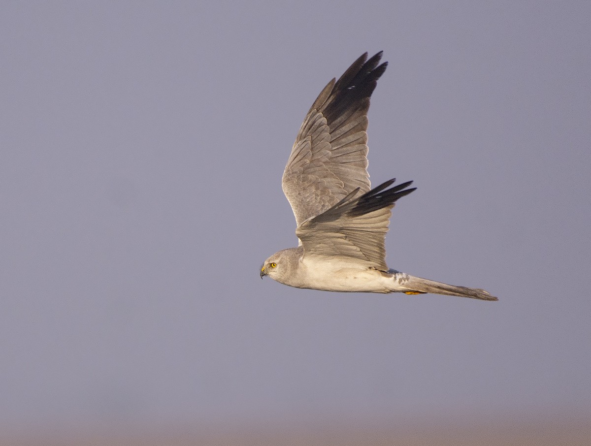 Pallid Harrier - Rejaul Karim