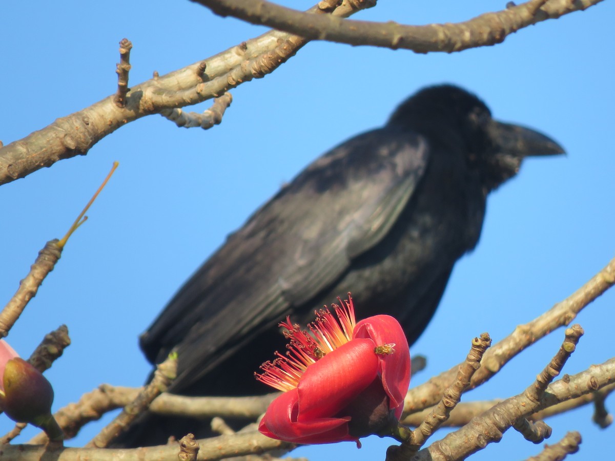 Large-billed Crow - ML615708913