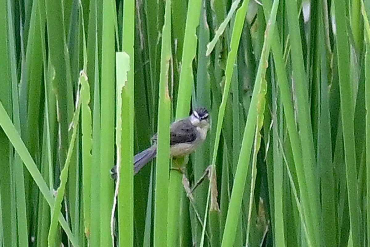 Plain Prinia - ML615708933