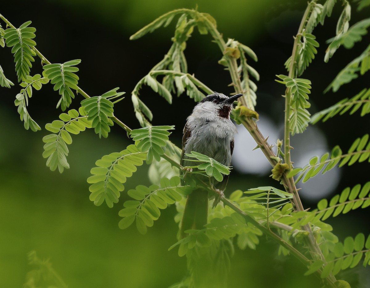 Gray-capped Warbler - Jan Hansen