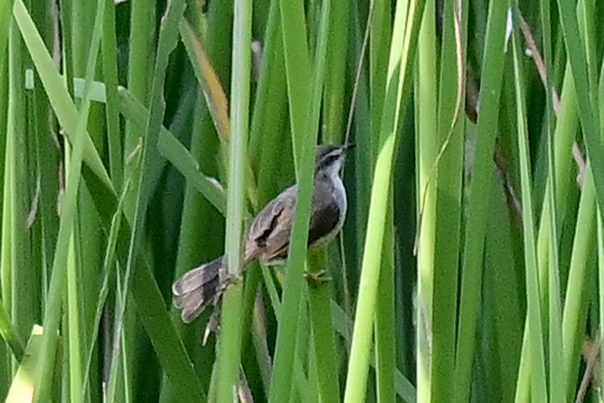 Prinia Sencilla - ML615708976