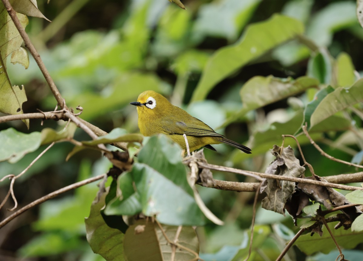 Mbulu White-eye - ML615709004