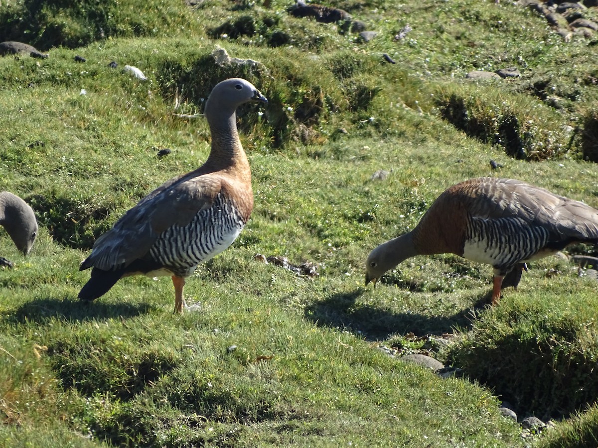 Cauquén Cabecigrís - ML615709082