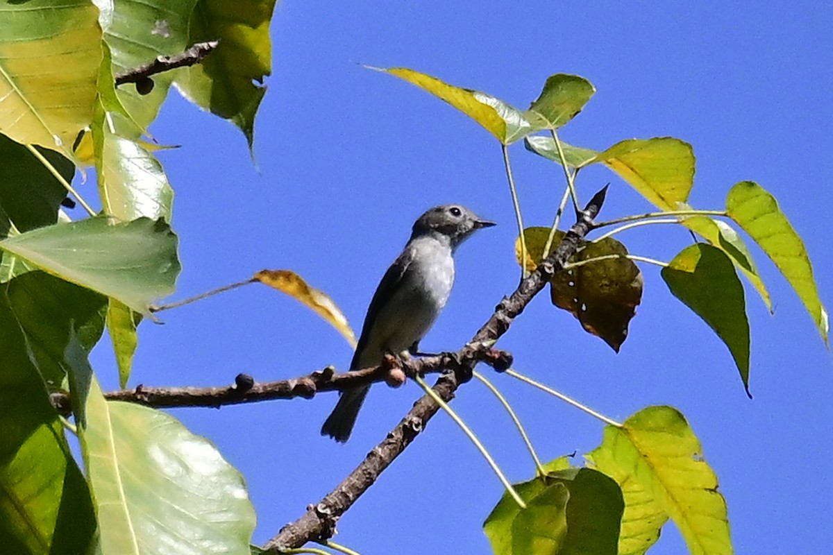 Asian Brown Flycatcher - ML615709178