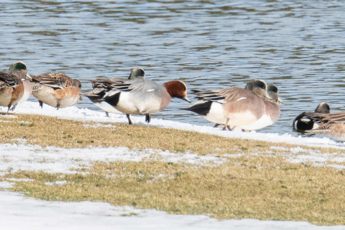 Eurasian Wigeon - ML615709185