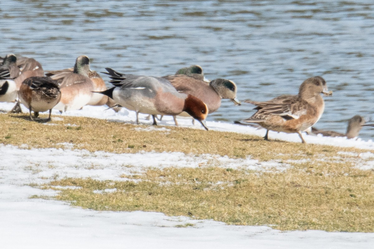 Eurasian Wigeon - ML615709186