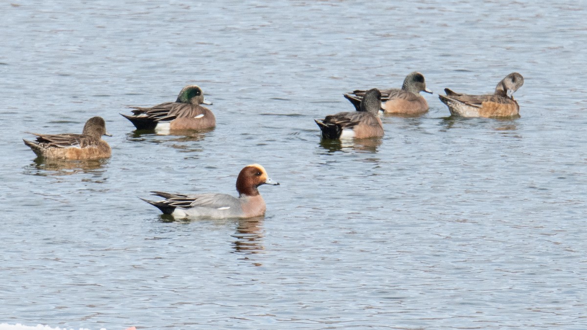 Eurasian Wigeon - ML615709188