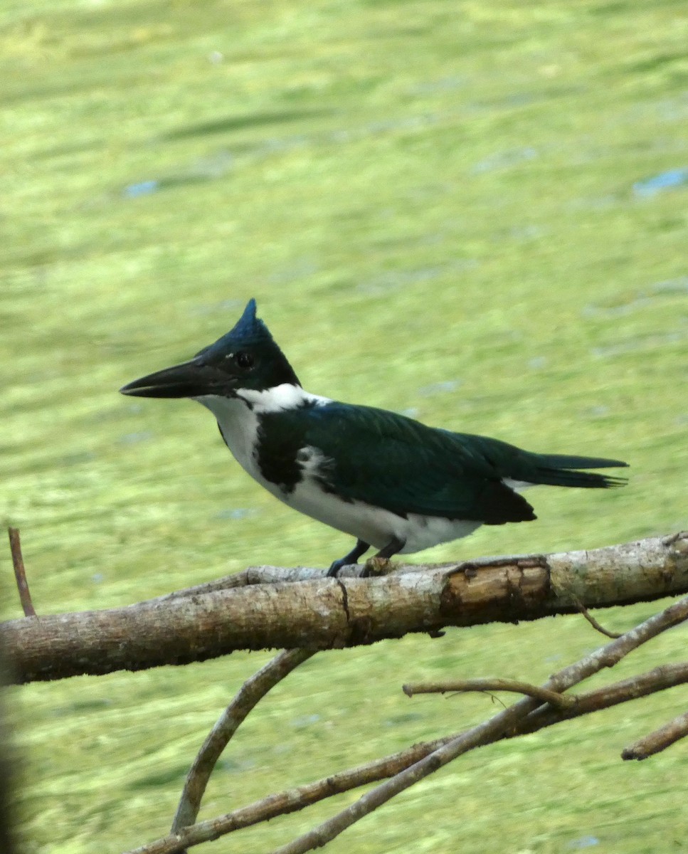 Martin-pêcheur d'Amazonie - ML615709248