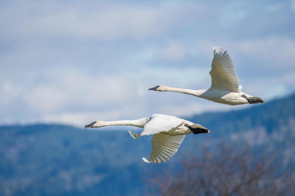 Trumpeter Swan - ML615709494