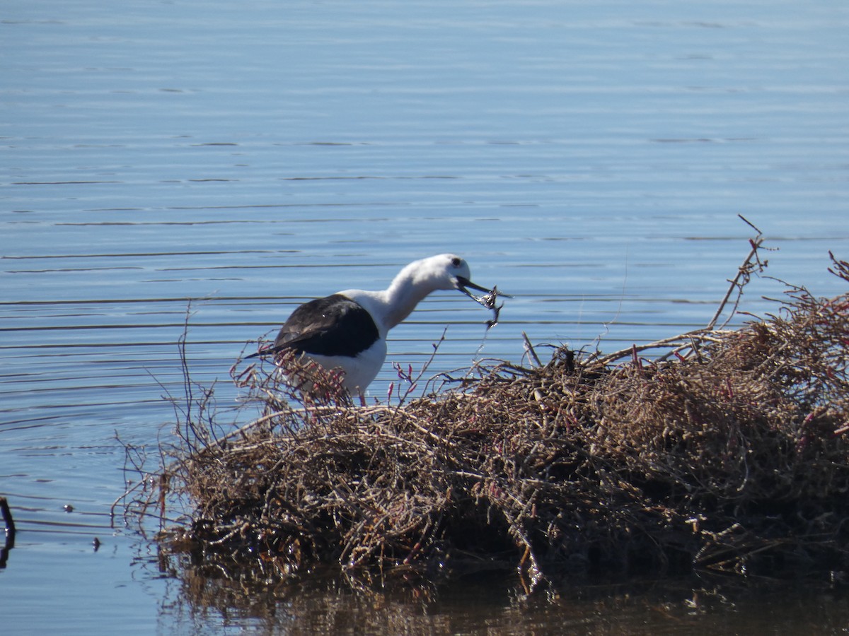 Black-winged Stilt - ML615709531