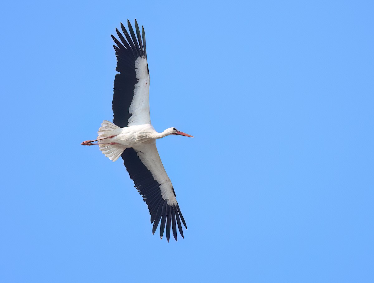 White Stork - ML615709586