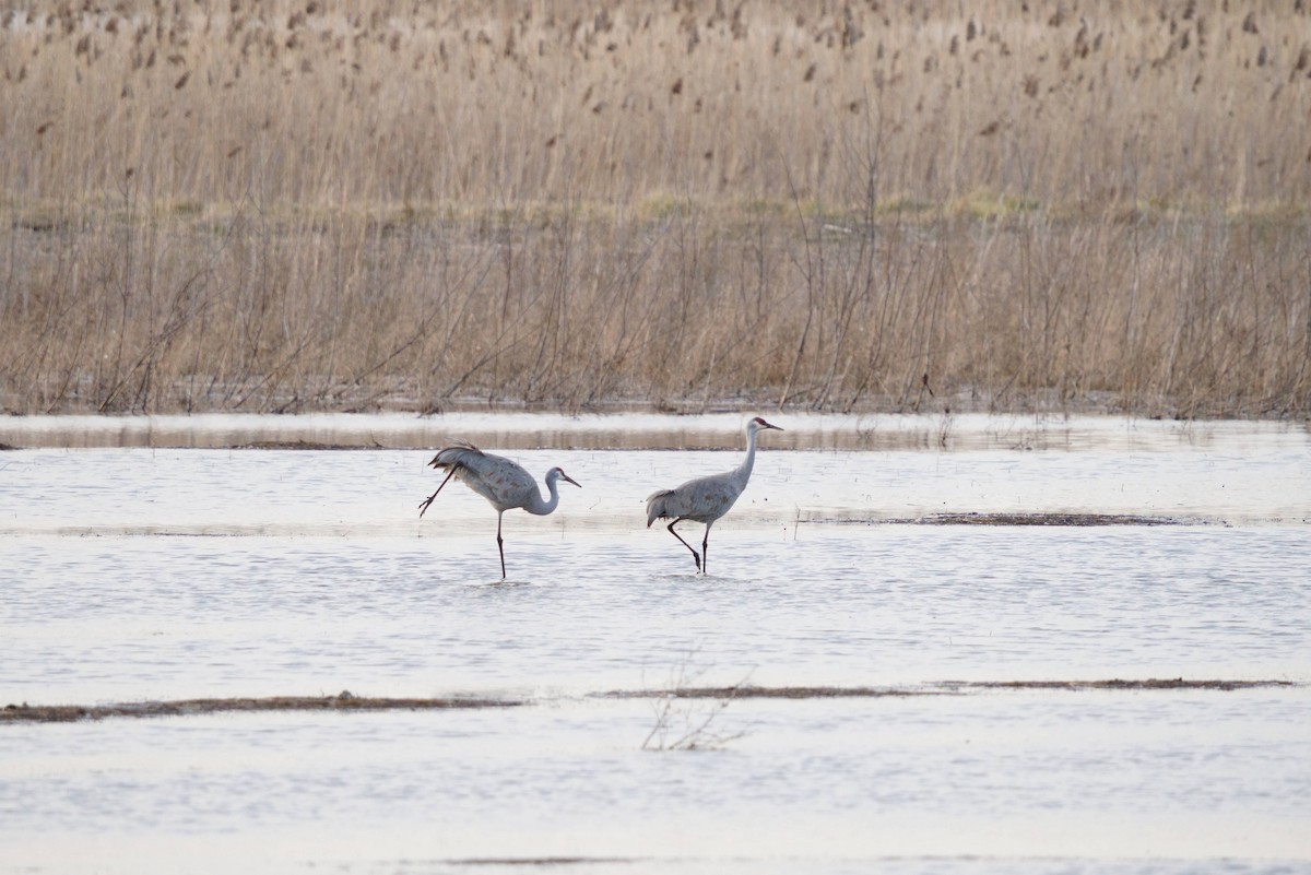 Sandhill Crane - ML615709597