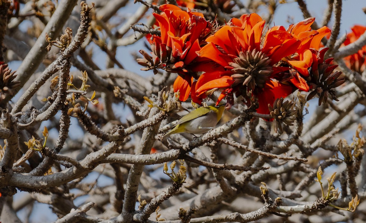 Swinhoe's White-eye - Rolando Tomas Pasos Pérez