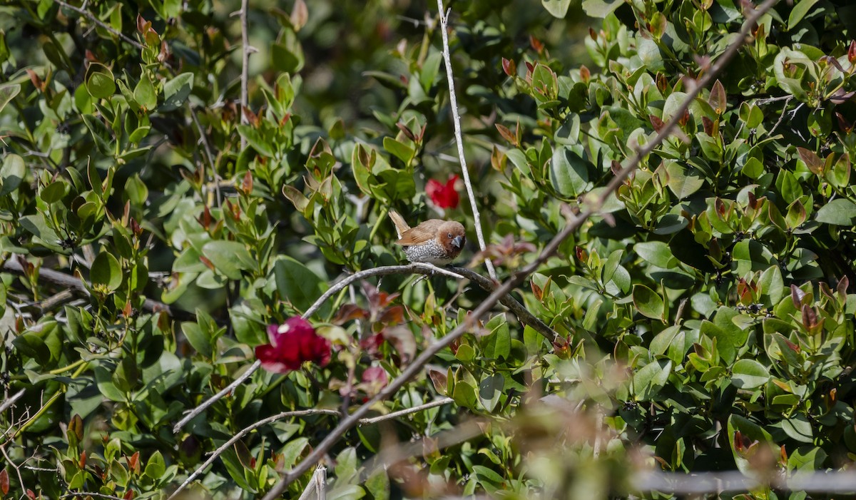 Scaly-breasted Munia - ML615709753