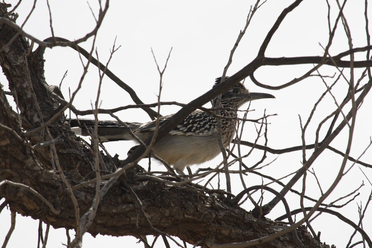 Greater Roadrunner - ML615709755