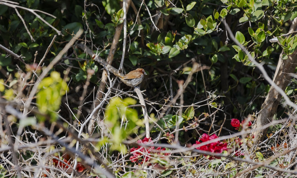 Scaly-breasted Munia - ML615709757