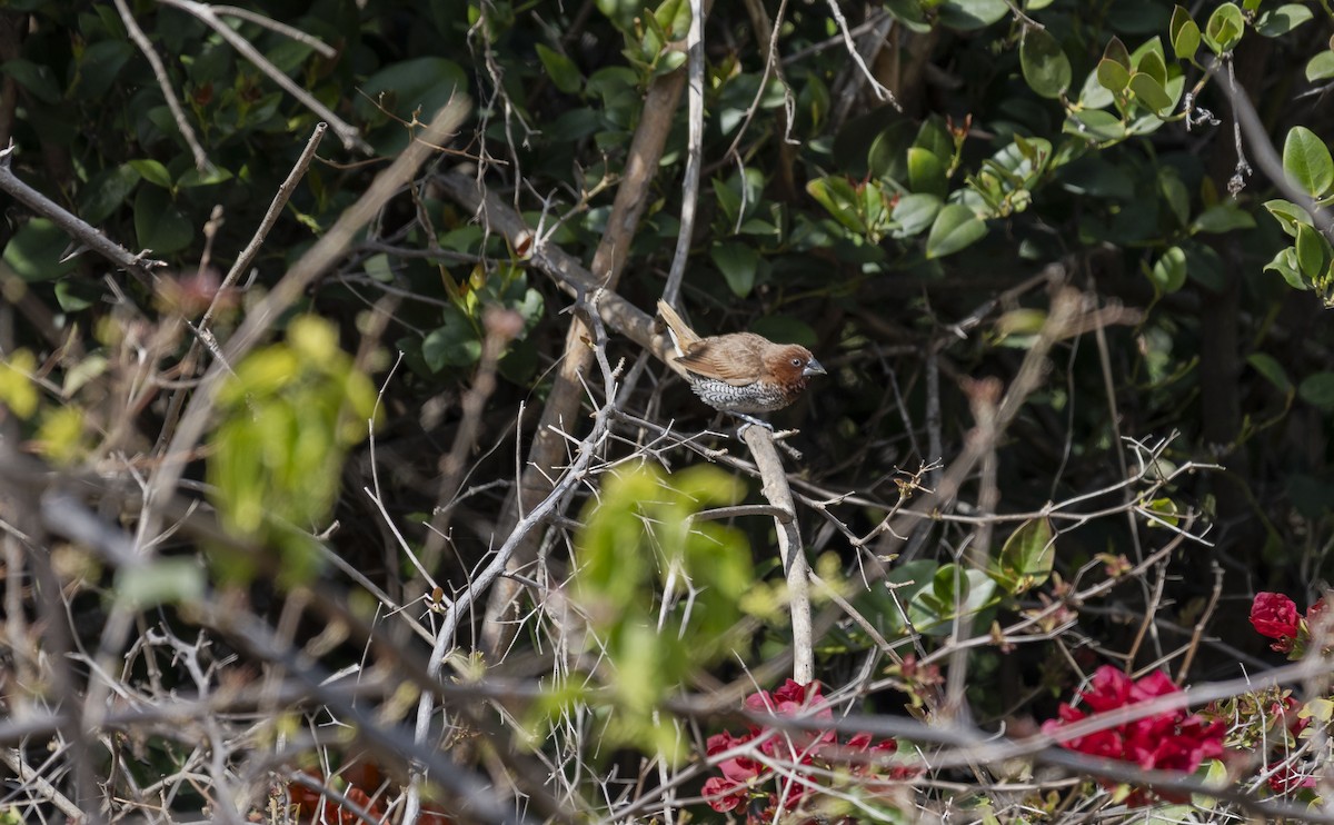 Scaly-breasted Munia - ML615709763