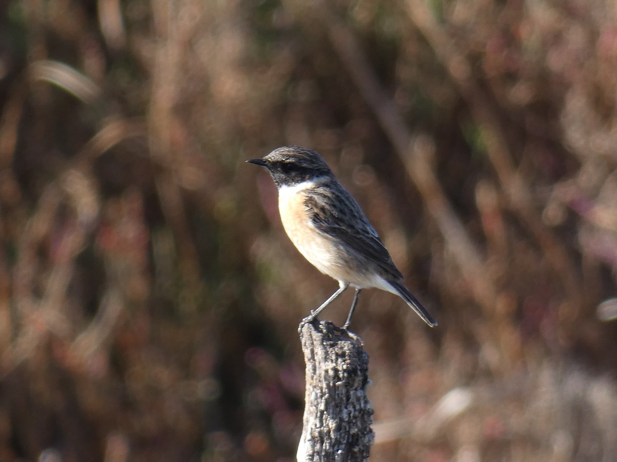 European Stonechat - ML615709785