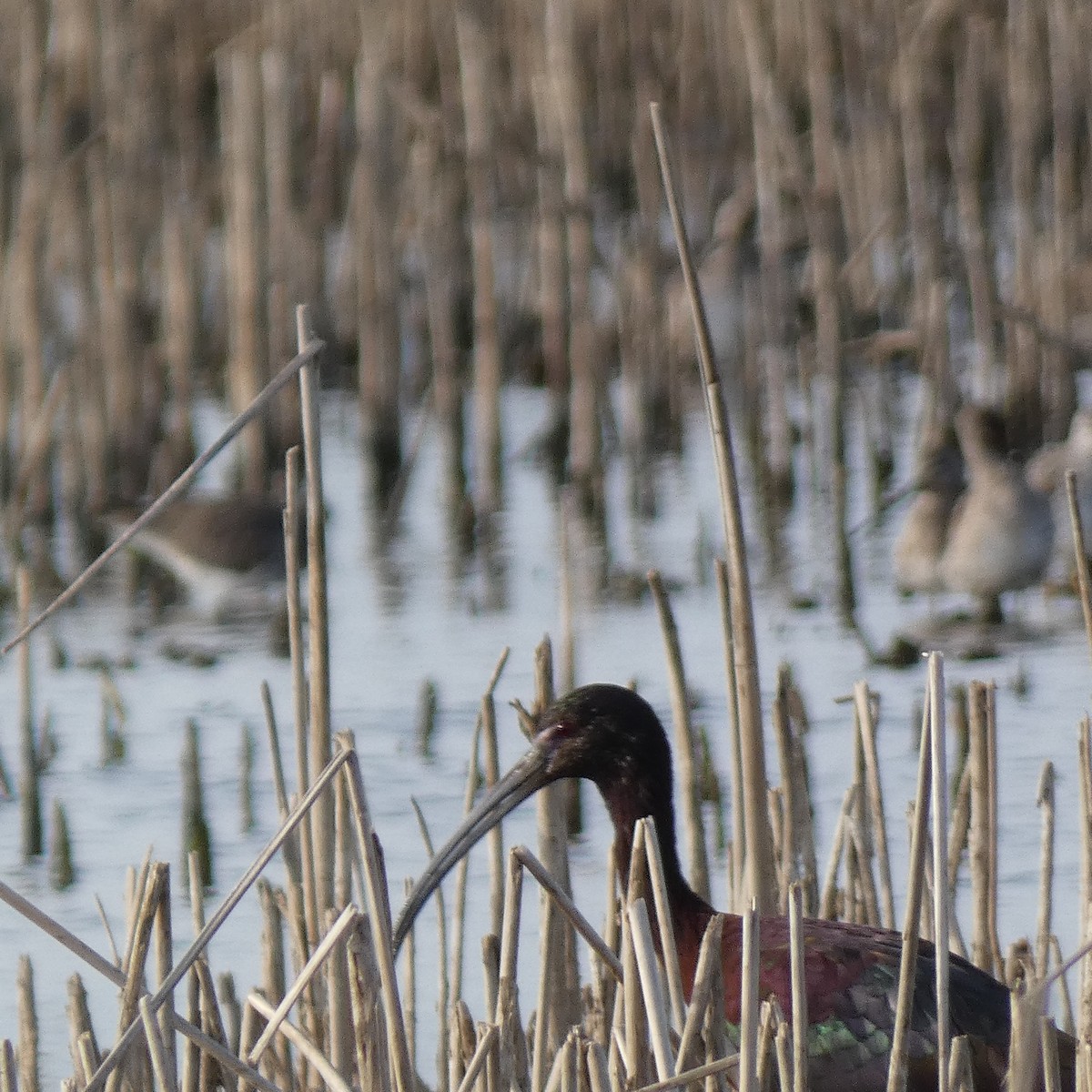 White-faced Ibis - ML615709801