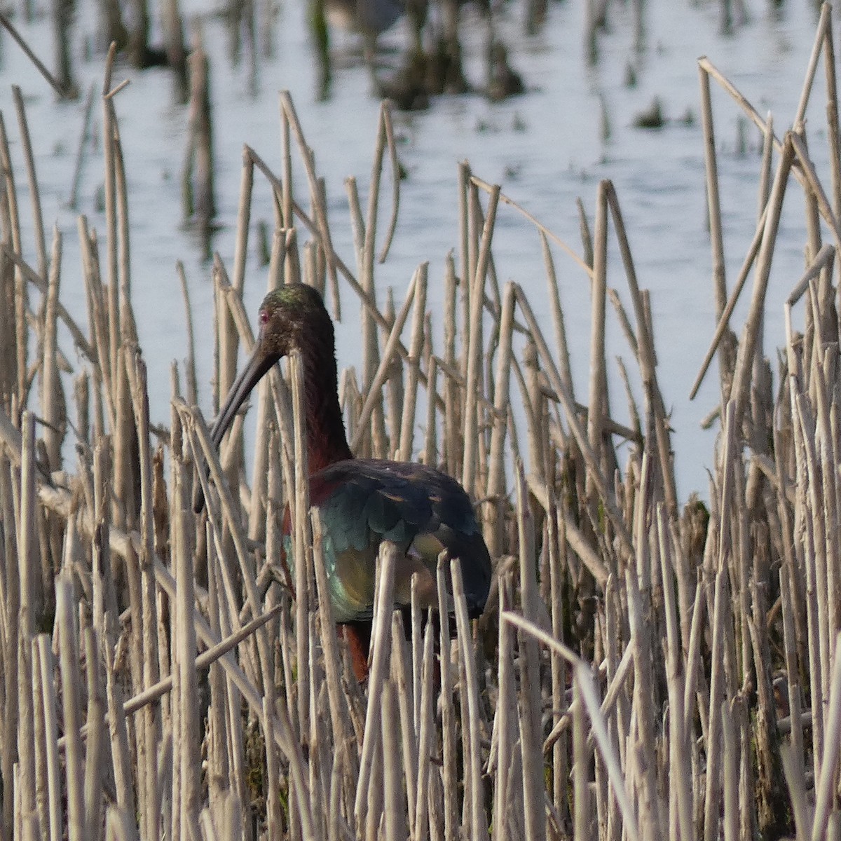 Ibis à face blanche - ML615709802