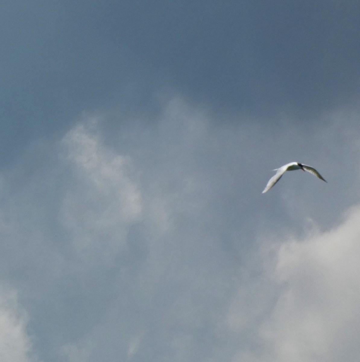 Common Tern - Duane Lindala