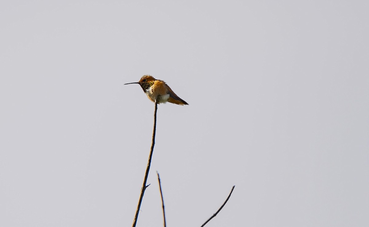 Colibrí de Allen - ML615709903