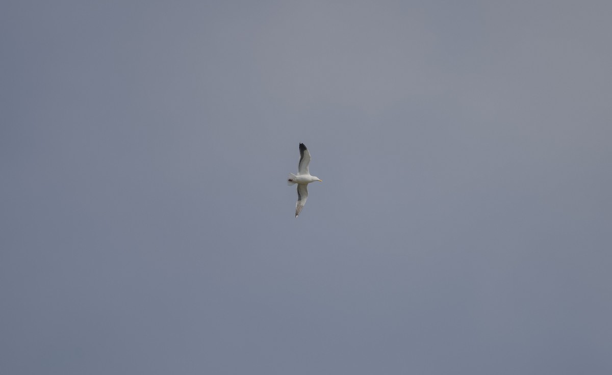 Western Gull - Rolando Tomas Pasos Pérez