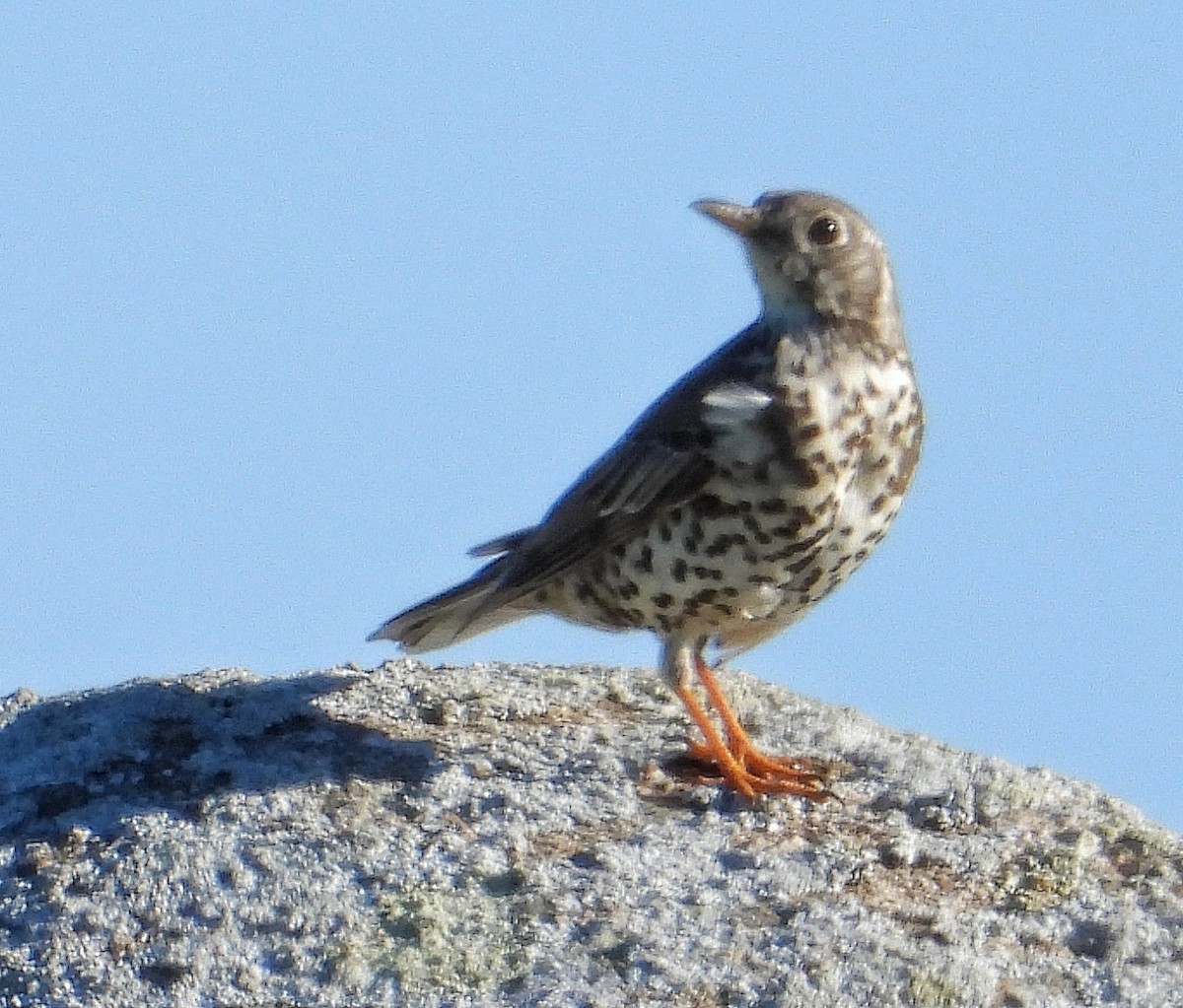 Mistle Thrush - ML615709916