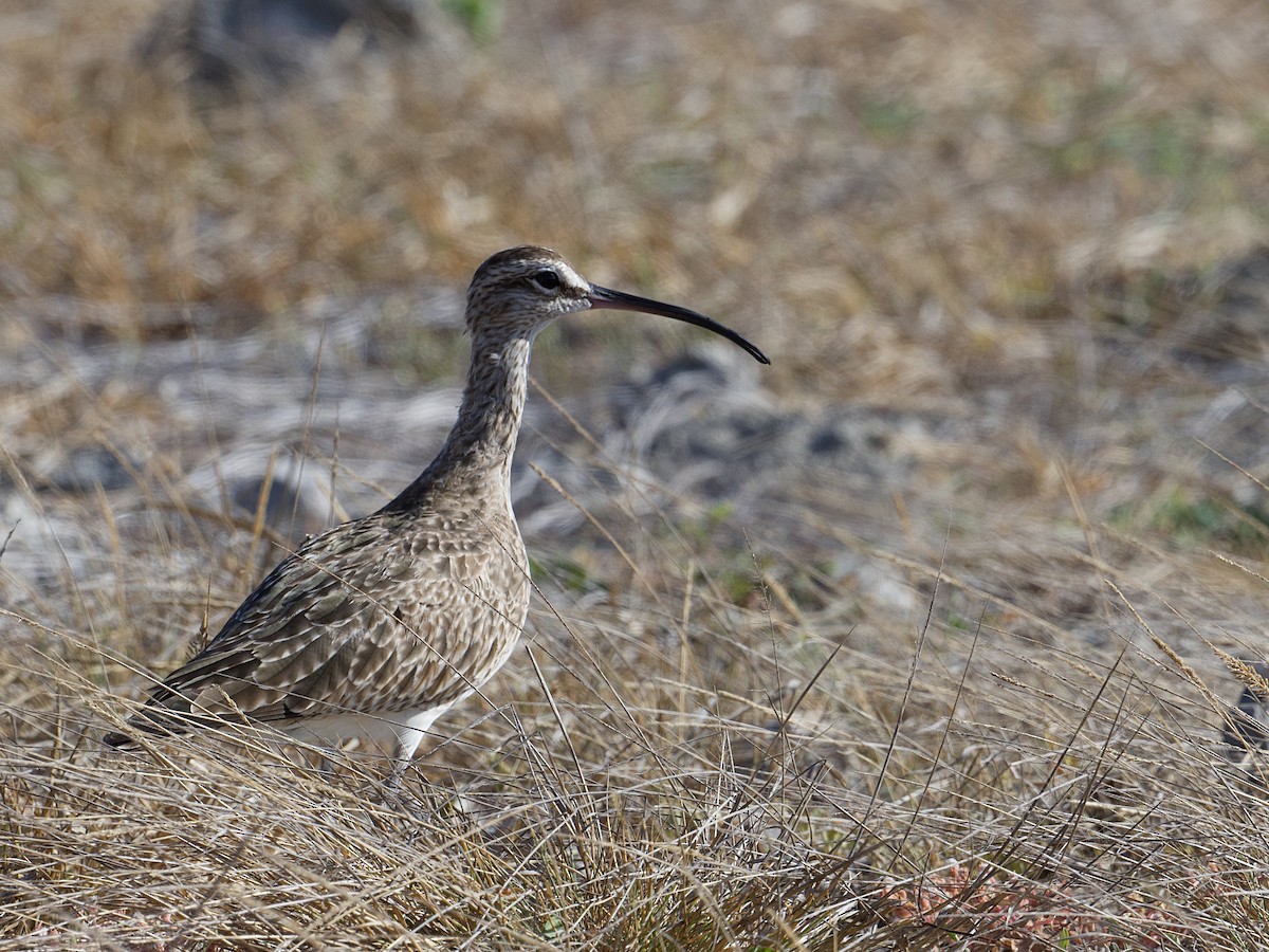 Whimbrel - ML615709918