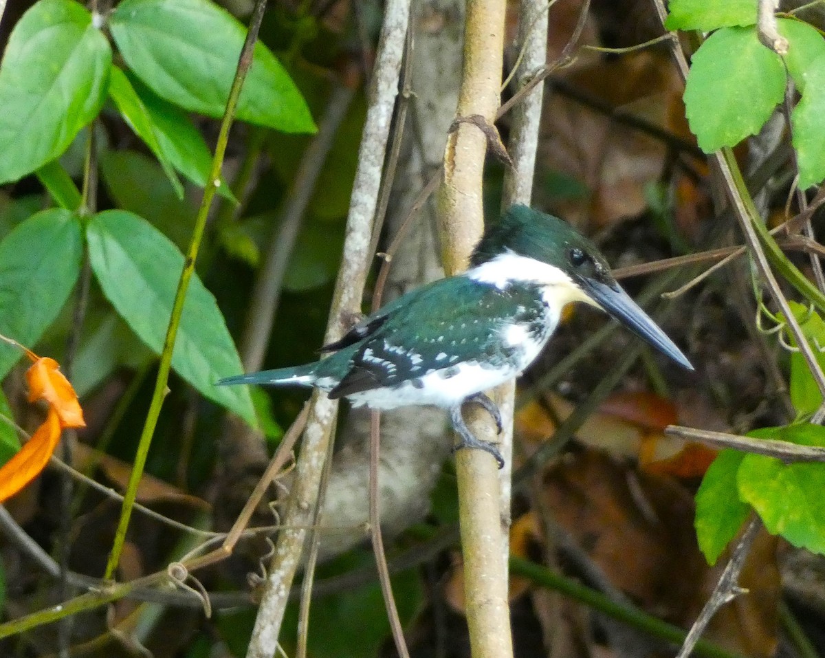 Green Kingfisher - Duane Lindala