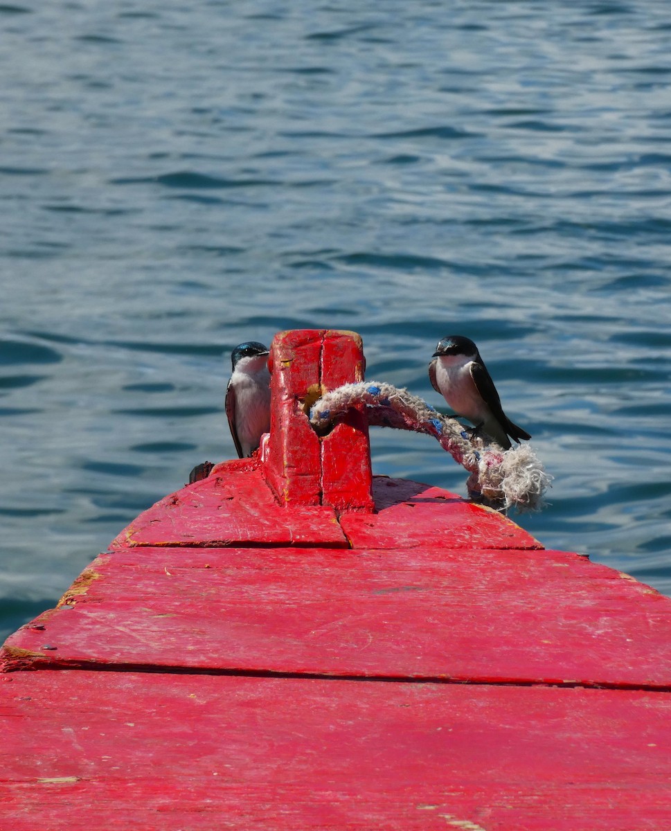 Golondrina de Manglar - ML615709975