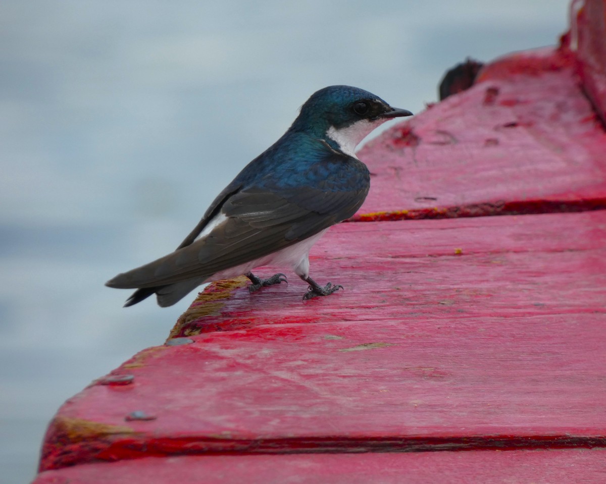 Mangrove Swallow - Duane Lindala