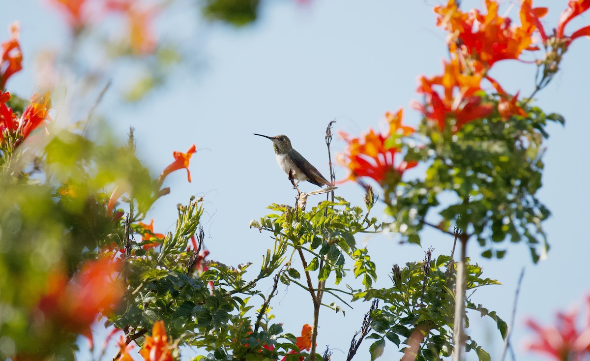 Allen's Hummingbird - ML615710002