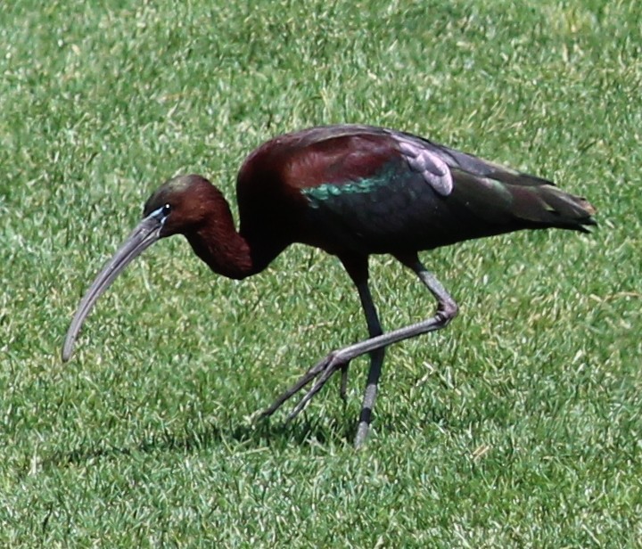 ibis hnědý - ML61571001