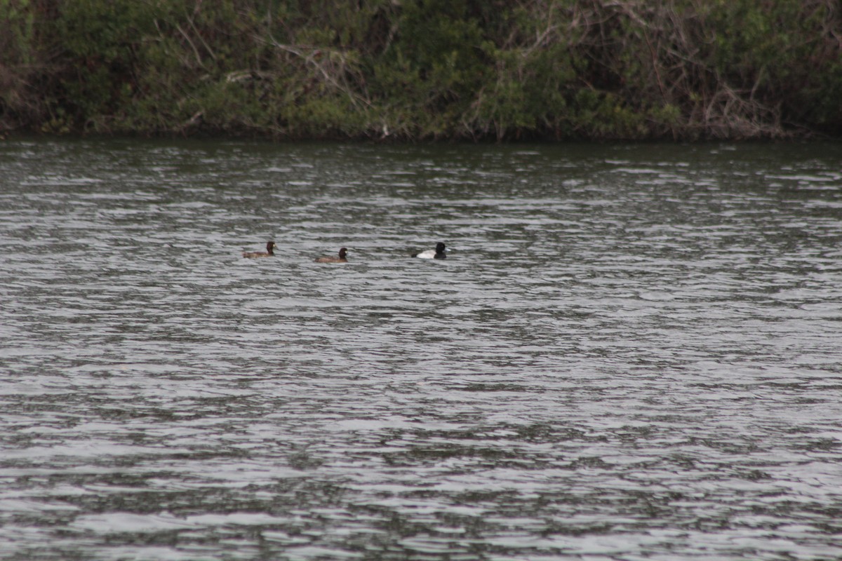 Lesser Scaup - ML615710026