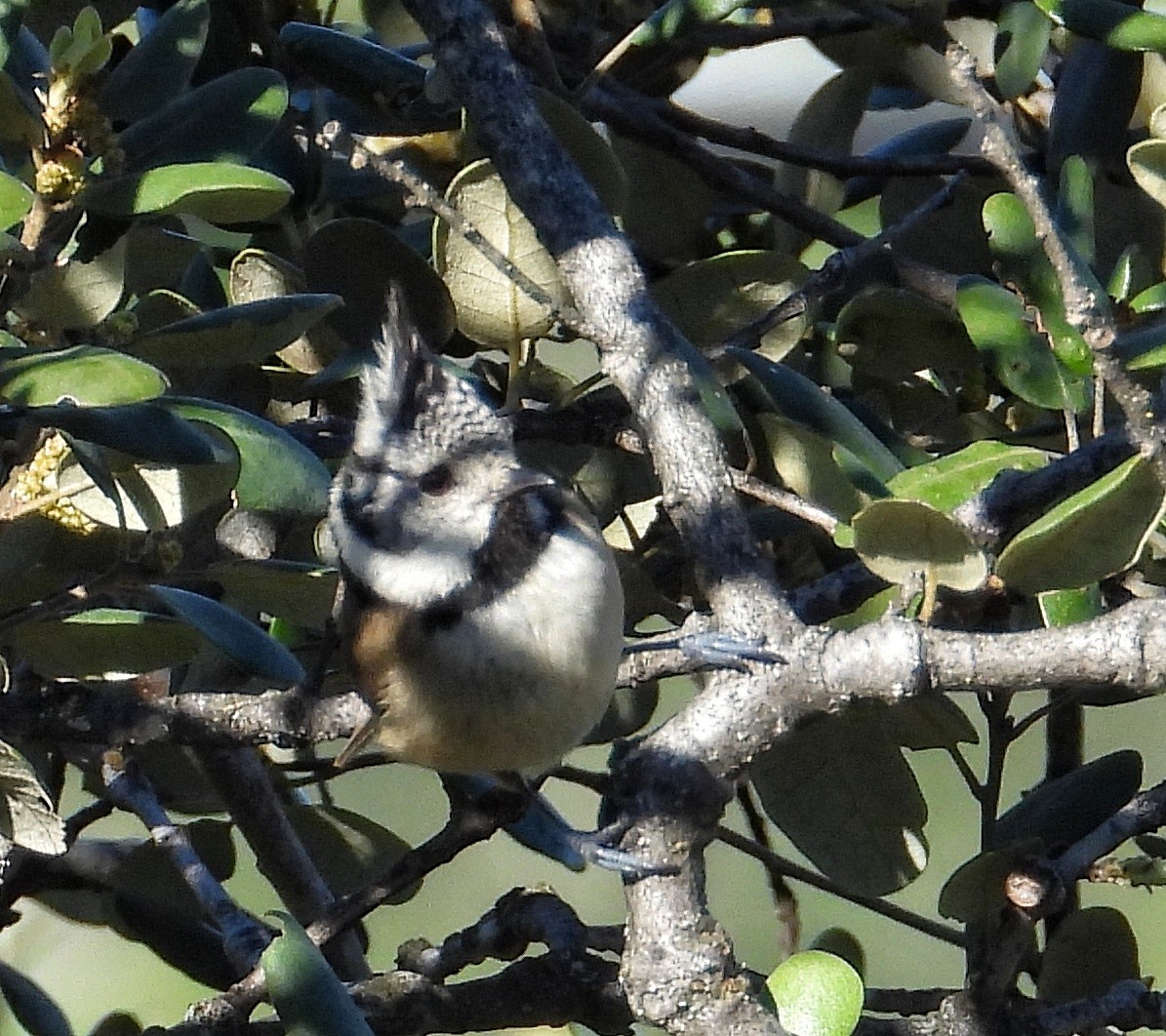 Mésange huppée - ML615710034