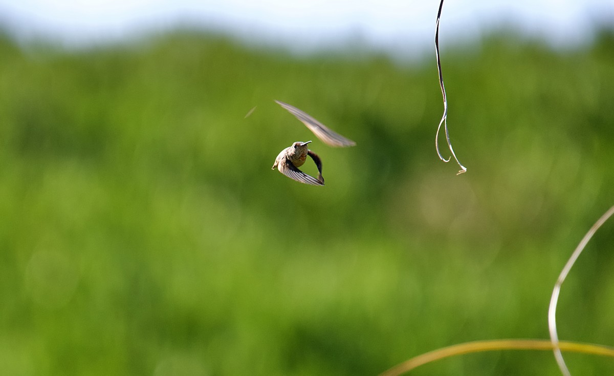 Allen's Hummingbird - Rolando Tomas Pasos Pérez