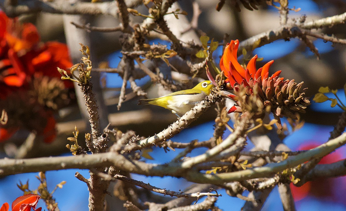 Swinhoe's White-eye - Rolando Tomas Pasos Pérez