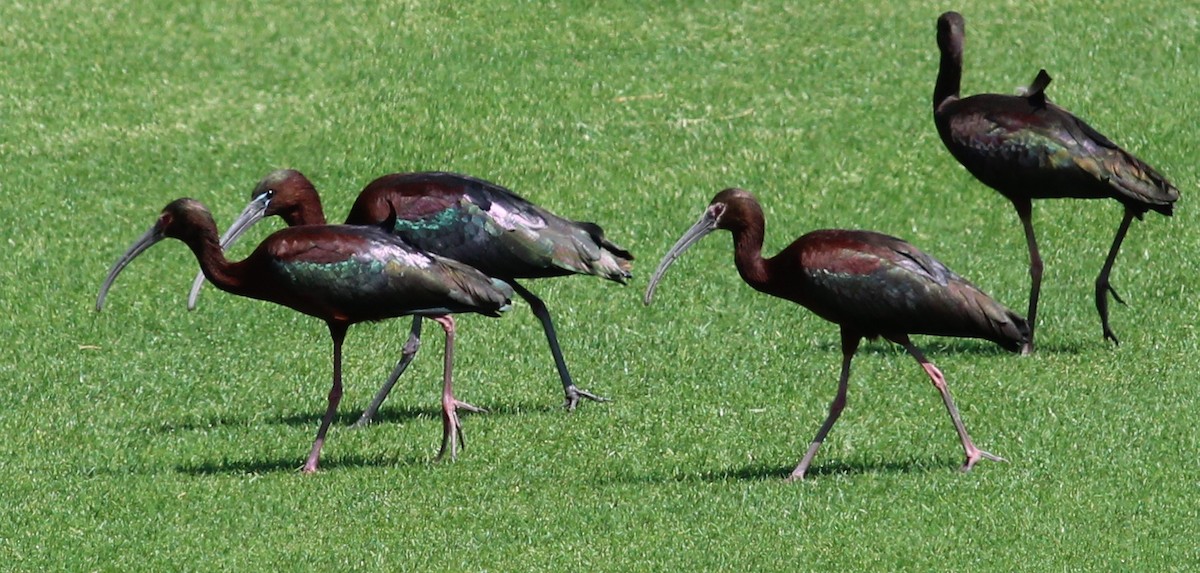 ibis hnědý - ML61571011