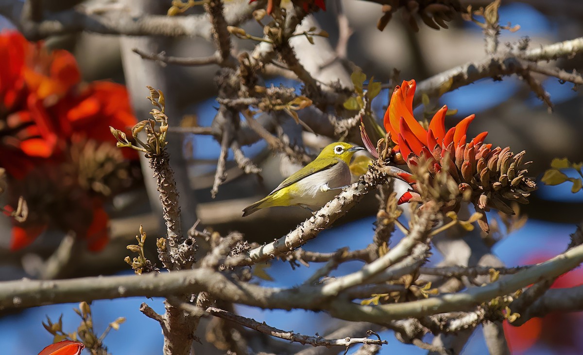 Swinhoe's White-eye - Rolando Tomas Pasos Pérez