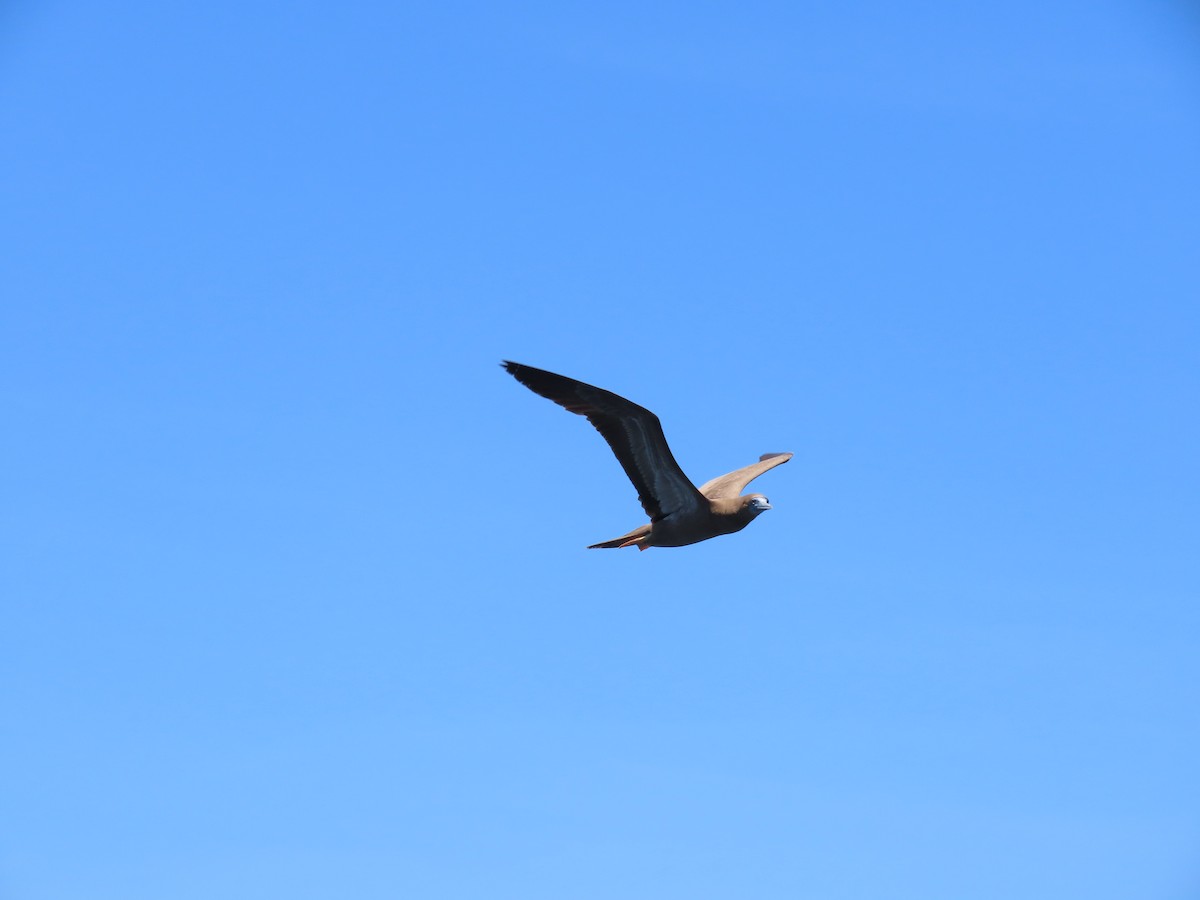 Brown Booby - Mickael Baumann