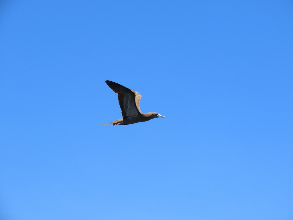 Brown Booby - Mickael Baumann