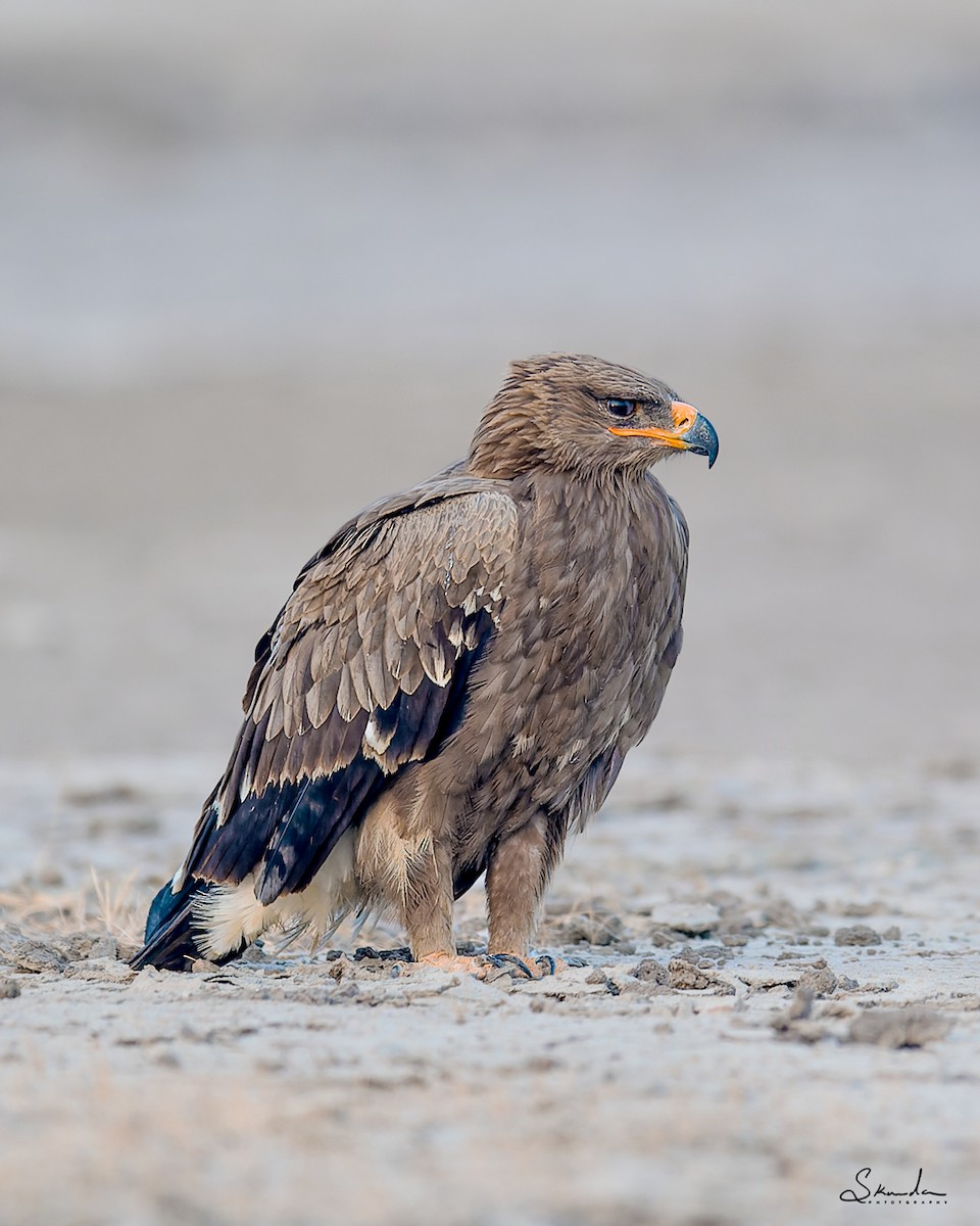 Steppe Eagle - ML615710145