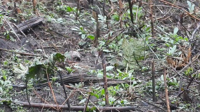 Little Bunting - ML615710161