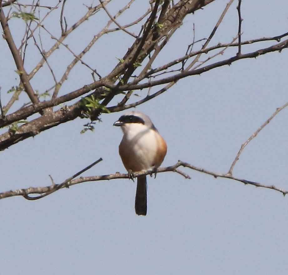 Brown Shrike - ML615710172