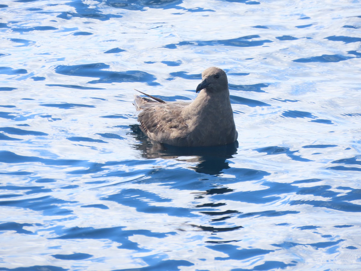 South Polar Skua - Mickael Baumann