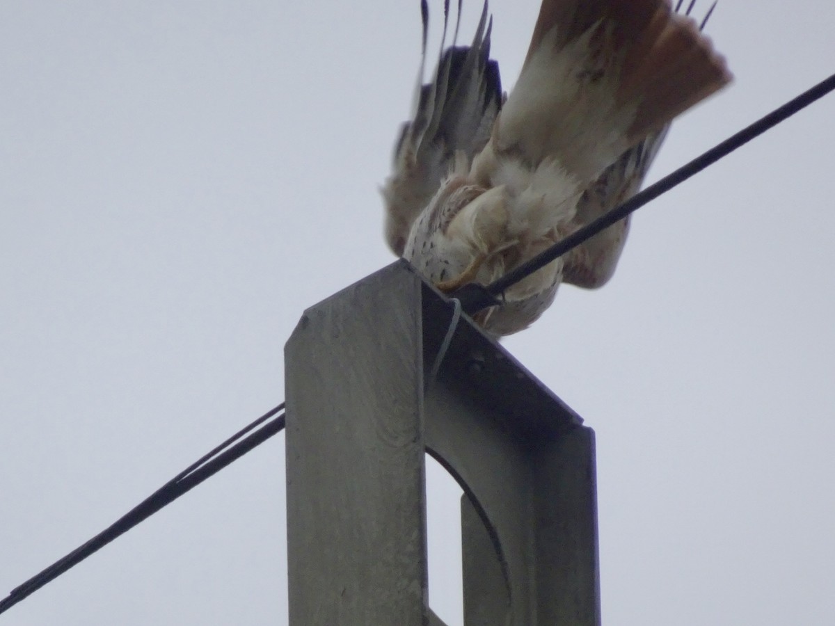 Red-tailed Hawk - Dan Keener